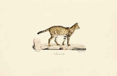 Serval, erkek by Jacques Christophe Werner