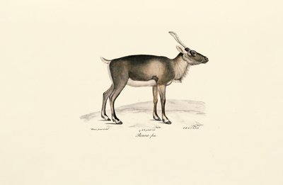 Sibirya Misk Geyiği (Moschus moschiferus) by Jacques Christophe Werner