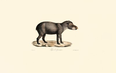 Güney Amerika Tapiri by Jacques Christophe Werner