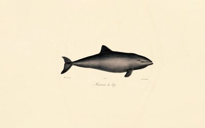 Güney Sağ Balinası Yunus by Jacques Christophe Werner