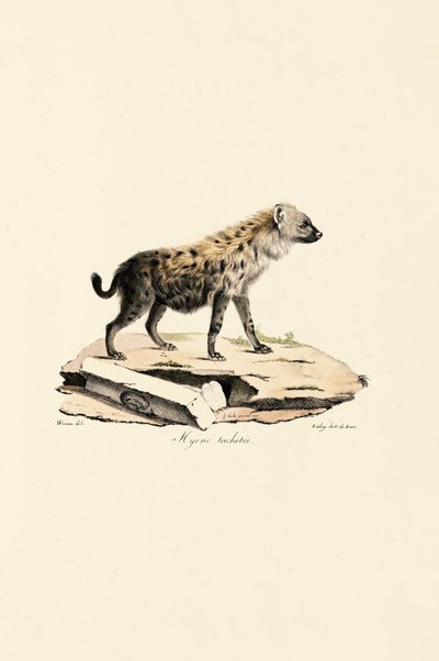 Benekli Sırtlan by Jacques Christophe Werner