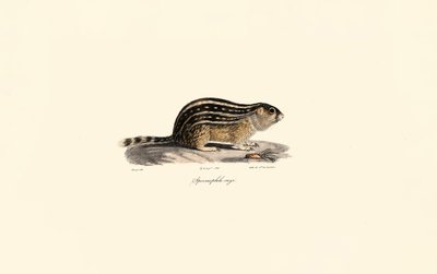 On Üç Çizgili Yer Sincabı by Jacques Christophe Werner