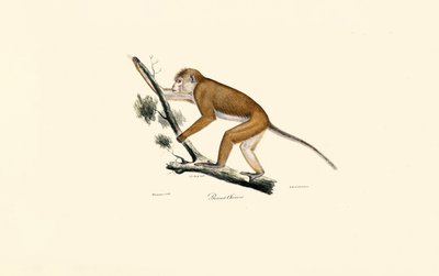  by Jacques Christophe Werner