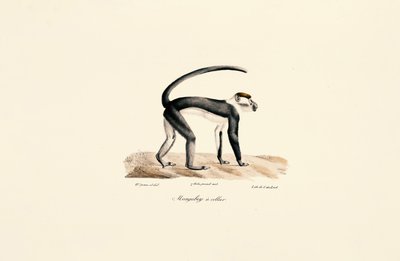 Beyaz Yakalı Mangabey (Cercocebus torquatus) by Jacques Christophe Werner