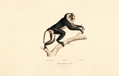 Beyaz Yakalı Mangabey (Erkek) by Jacques Christophe Werner