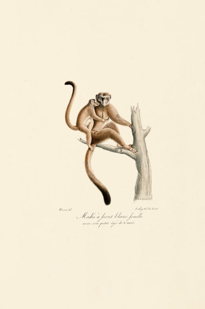 Beyaz Taçlı Mangabey Yavrusu ile by Jacques Christophe Werner
