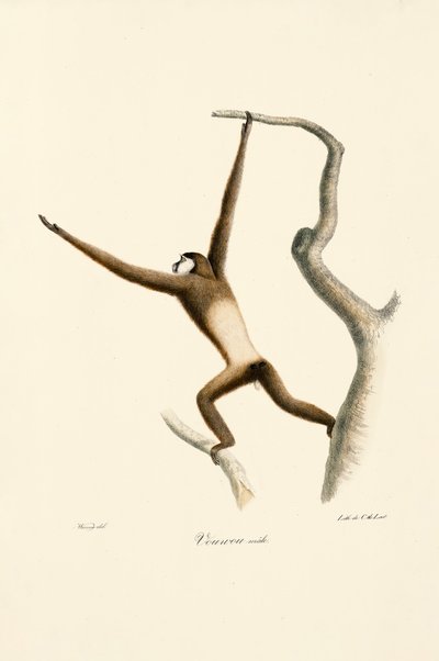 Beyaz Elli Gibbon (Hylobates lar) by Jacques Christophe Werner