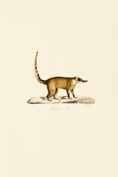 Beyaz Burunlu Coati (erkek) by Jacques Christophe Werner