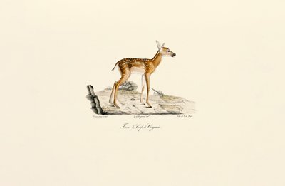 Beyaz Kuyruklu Geyik - Yavru by Jacques Christophe Werner