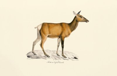 Beyaz Kuyruklu Geyik - Dişi by Jacques Christophe Werner