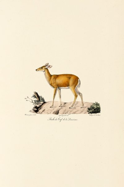 Beyaz Kuyruklu Geyik Dişi by Jacques Christophe Werner