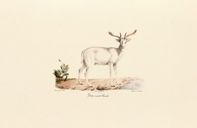 Beyaz Ebegümeci Geyiği Varyantı by Jacques Christophe Werner