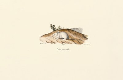 Beyaz Jerboa (Albine faresi) by Jacques Christophe Werner