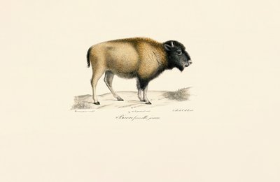 Genç Amerikan Bizonu by Jacques Christophe Werner