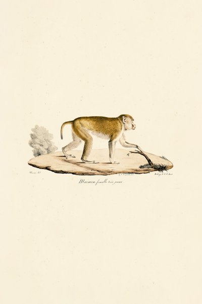 Genç Dişi Gece Maymunu by Jacques Christophe Werner