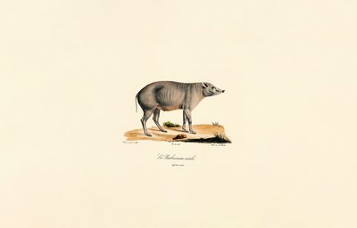 Genç Erkek Babirusa by Jacques Christophe Werner