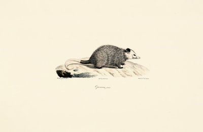 Genç Opossum by Jacques Christophe Werner