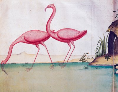Pembe flamingolar, Galapagos Adaları, Jacques Gouin de Beauchesne (1652-1730), Compagnie royale de la Mer du Sud