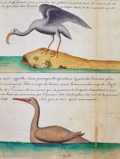 Foux (Booby), Sao Vicente adası, Cape Verde adlı bilinmeyen kuş ve kuş, Jacques Gouin de Beauchesne (1652-1730), Compagnie royale de la Mer du Sud