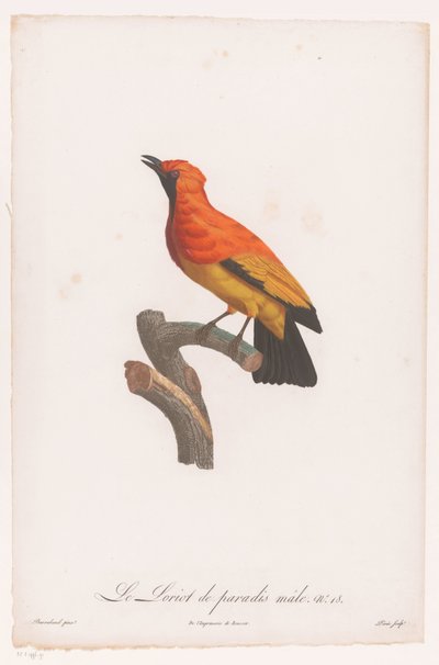 Bir dalda kara yüzlü çardak kuşu Le Loriot de paradis erkek No 18 (nesne üzerindeki başlık) by Jacques Louis Perée