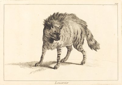 Loucervier (sırtlan) by Jacques Philippe Le Bas and Jean Eric Rehn after Jean Baptiste Oudry