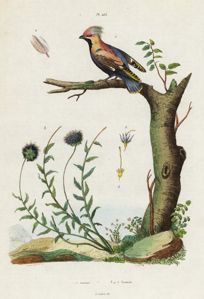 Bohem ağda ve koyun eti. by Jacques Reyne Isidore Acarie Baron