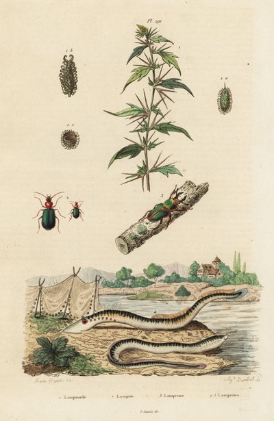 Deniz feneri ve böcekler. by Jacques Reyne Isidore Acarie Baron