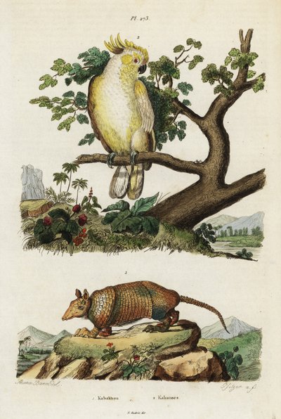 Sarı tepeli kakadu ve armadillo. by Jacques Reyne Isidore Acarie Baron
