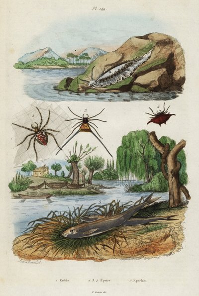 Deniz salyangozu, bahçe örümceği ve Avrupa kokusu., 1834-1839 (gravür) by Jacques Reyne Isidore Acarie Baron
