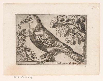 Vogel Chuta marina (nesne üzerindeki başlık) Vogels (dizi adı) by Jacques de Fornazeris (possibly)