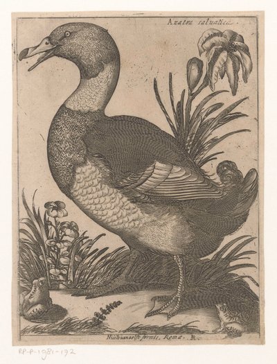 bir D Anatra Saluatica (nesne üzerindeki başlık) Nine Birds (dizi adı) by Jacques de Fornazeris