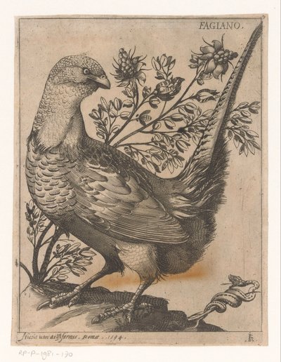 Sülün Fagiano (nesne üzerindeki başlık) Nine Birds (dizi adı) by Jacques de Fornazeris