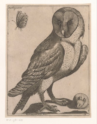 peçeli baykuş Barbagianni (nesne üzerindeki başlık) Nine Birds (dizi adı) by Jacques de Fornazeris