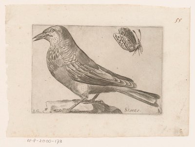 Sığırcık (Sturnus vulgaris) Storno (nesne üzerindeki başlık) Kuşlar (dizi adı) by Jacques de Fornazeris