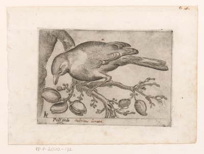 Vogel Poli gola (nesne üzerindeki başlık) Vogels (dizi adı) by Jacques de Fornazeris