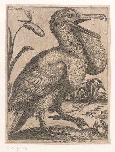 Su kuşu Sacco Marino (nesne üzerindeki başlık) Dokuz kuş (dizi başlığı) by Jacques de Fornazeris