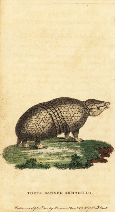 Brezilyalı üç bantlı armadillo, Tolypeutes tricinctus, 1800 (gravür) by Jacques de Seve