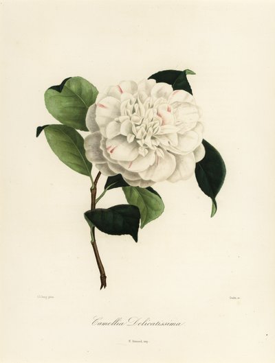 Camellia japonica çeşidi, Camellia delicatissima by Jakob (after) Jung