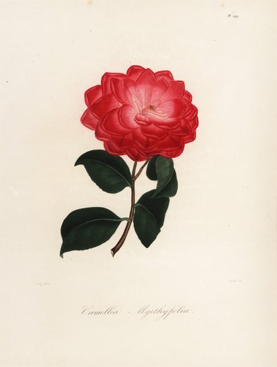 Camellia japonica çeşidi, Camellia myrthyfolia by Jakob (after) Jung