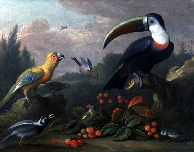 Diğer Kuşlarla Tukan (tuval üzerine yağlı boya) by Jakob Bogdani or Bogdany