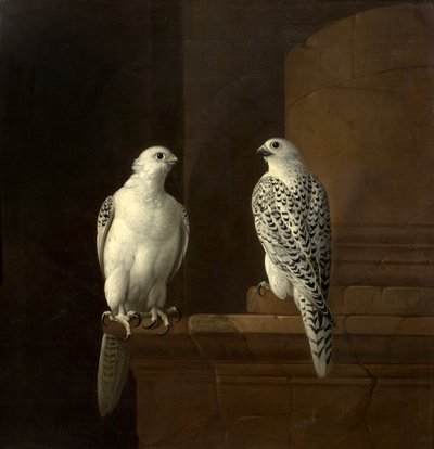 İki İzlanda Şahini by Jakob Bogdani or Bogdany