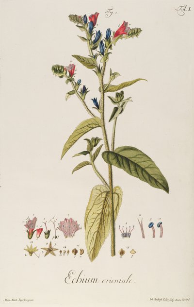 Echium: "Icons Plantarum"dan Orientale, c.1763 (gravür) by Jakob Christoph Keller