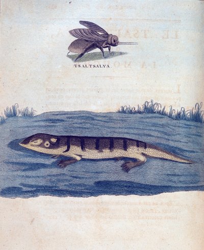 Fly ve Lezard - James Bruce, Paris tarafından 1768-1772 yılları arasında Nil