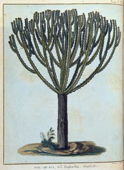 Kol-quall (Kol quall), sütleğen (kaktüs) - “” 1768-1772 yılları arasında Nil