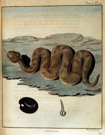 Yılan - James Bruce, Paris tarafından 1768-1772 yılları arasında Nil