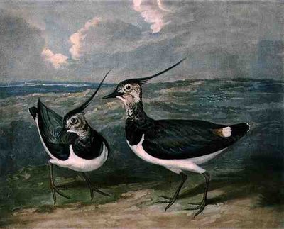 Plovers, İngiliz Tüy Oyunu