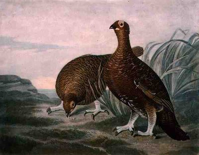 Red Grouse, İngiliz Tüy Oyunu