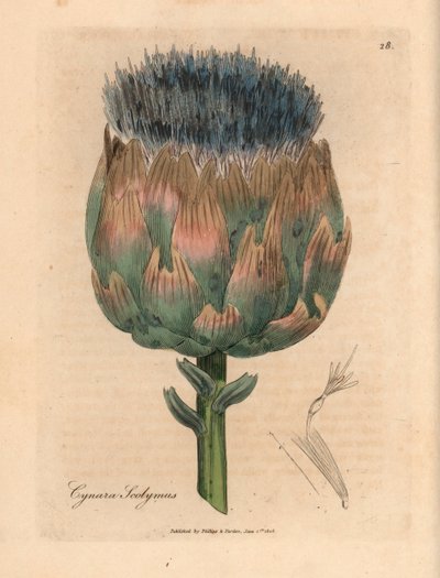 Mavi ve mor çiçekli enginar, Cynara scolymus, William Woodville