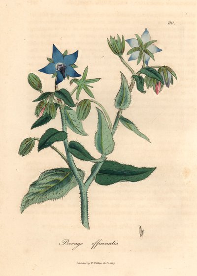 Mavi çiçekli hodan, Borago officinalis, William Woodville