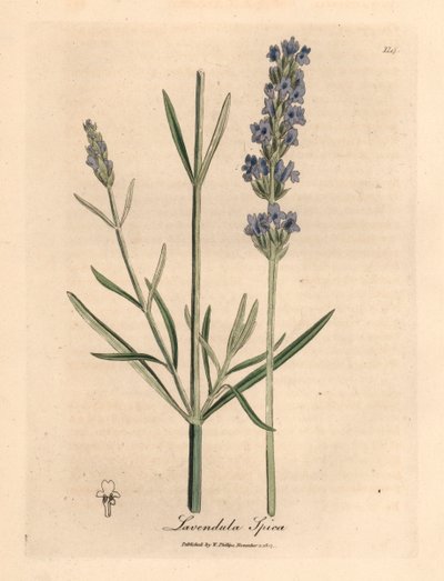 Mavi çiçekli lavanta, Lavandula spica, William Woodville